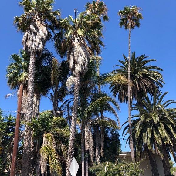 Meet your Posher, Mika - Picture 1 of 1